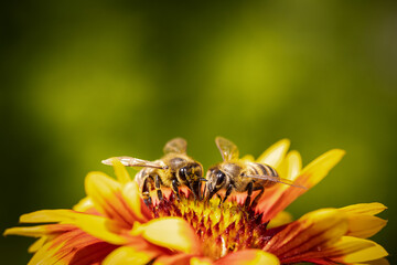 Bee on a orange flower collecting pollen and nectar for the hive