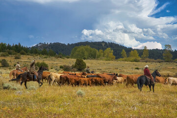 Cattle roundup in Montana