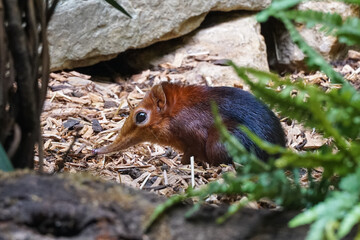 Black and rufous elephant shrew, Rhynchocyon petersi