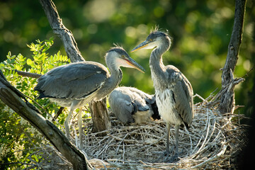 Grey heron (Ardea cinerea), with beautiful green coloured background. Colorful water bird with grey feather sitting on the nest near the river. Wildlife scene from nature, Czech Republic