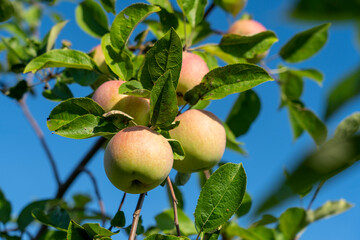 green apples on a tree in the garden, selective focusing, tinted image, growing different varieties