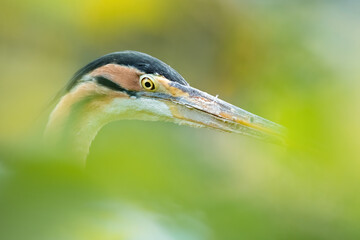 Purple heron (Ardea purpurea), a beautiful water bird catching fish at the river mouth in the early morning, Istria, Croatia