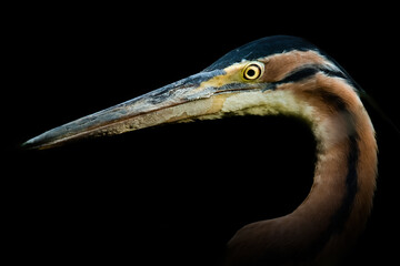 Purple heron (Ardea purpurea), a beautiful water bird catching fish at the river mouth in the early...