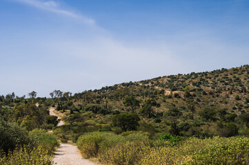 Fototapeta na wymiar Scenic landscape of dirt road in mountainous arid area. Hot sunny summer day. Southern nature. Dry grass. Green trees and bushes on hill.