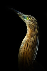 Squacco Heron (Ardeola ralloides), a beautiful water bird catching fish at the river mouth in the early morning, Istria, Croatia