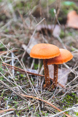 Small brown mushrooms in the forest with small pine needles. Wet from morning dew or rain. Amazing natural scene. Macro and detailed photo. Umbrella shaped fungi, organic growth.