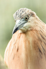 Squacco Heron (Ardeola ralloides), a beautiful water bird catching fish at the river mouth in the early morning, Istria, Croatia