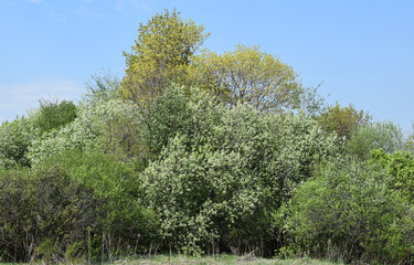 Trees. Spring