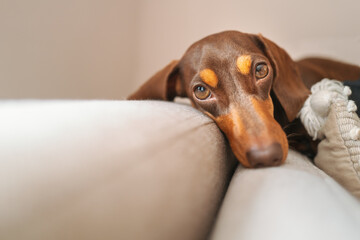 Cute puppy miniature dachshund lying on the top back of a sofa looking at the camera