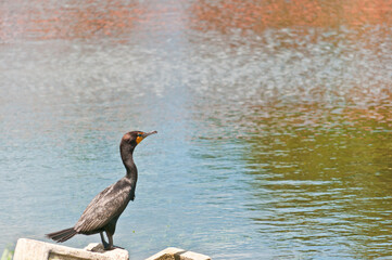 side view, far distance of a single double-crested cormorant, standing on a concrete block on edge of a tropical lake