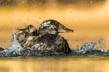 White-headed duck (Oxyura leucocephala), with a beautiful yellow coloured water surface. A rare beautiful brown water bird in the morning. Wildlife scene from nature, Turkey