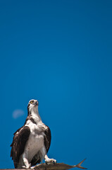 front view, far distance of an osprey with a fish in it's talons, , looking to protect his catch from other predators, standing on a tropical shack roof