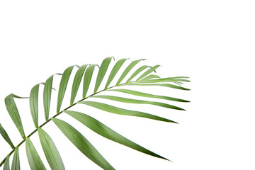 Houseplant leaf isolated on white background. Palm leaf