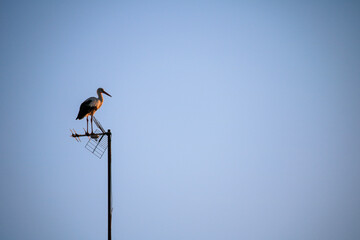 stork antenna contrary
