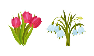 Spring Flowers on Green Stem as Seasonal Botany Growing Vector Set