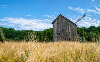 Old abandoned wooden mill and wheat summer field