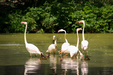 Pink flamingo birds relaxing in a garden pond
