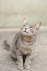Naklejka na ściany i meble gray cat with green eyes