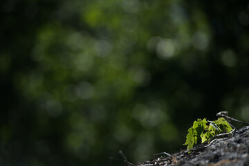 tiny maple tree branch with green leaves growing out of rock with open background space of green bokeh on black background in northern Ontario in summer 