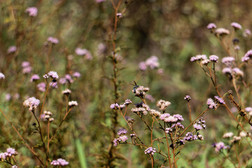 Mirante do Forte de Brumadinho - MG