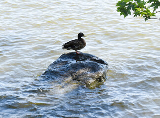 Mallard duck standing on a rock at the edge of a river bank