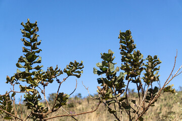 Plantas no Mirante do Forte de Brumadinho - MG