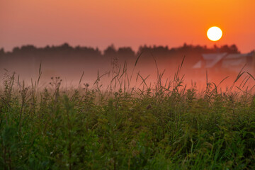 summer morning, dawn over a field with grass, sky without clouds