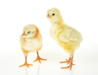 Two little cute newborn yellow baby chickens on a white background