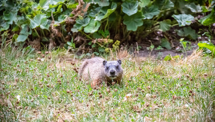 A groundhog looking to see what is going on at Edwards Garden.