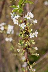 Close up of a branch of white cherry blossom