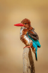 Colorful bird White throated Kingfisher. Yellow nature background. 