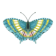  Butterfly in watercolor on a white background
