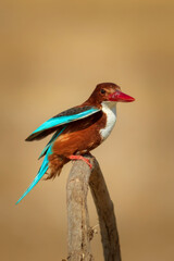 Colorful bird White throated Kingfisher. Yellow nature background. 