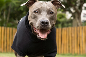 Pit bull dog in a black sweatshirt playing in the park on a cold day. Pit bull in dog park with ramp, green grass and wooden fence.