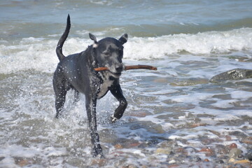 Schwarzer Hund holt Stock aus dem Wasser