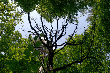 Old dried dead tree with in the forest center