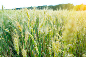 Obraz premium Young green wheat in the field