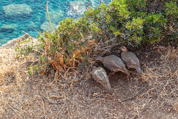 The rock partridge (Alectoris graeca) group feeding, pheasant family. Birds watching on rocky edge of Mediterranean blue sea coast, Cape Sounion, Attica, Greece