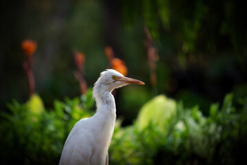 The cattle egret is a cosmopolitan species of heron found in the tropics, subtropics, and warm-temperate zones. It is the only member of the monotypic genus Bubulcus, although some authorities regard 