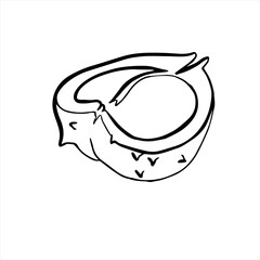 Chestnut. Doodle pencil drawn fruits in black and white. Hand drawn vector illustration.