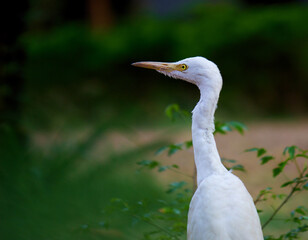 The cattle egret is a cosmopolitan species of heron found in the tropics, subtropics, and warm-temperate zones. It is the only member of the monotypic genus Bubulcus, although some authorities regard 