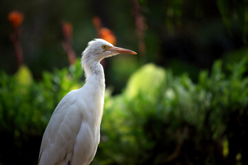 The cattle egret is a cosmopolitan species of heron found in the tropics, subtropics, and warm-temperate zones. It is the only member of the monotypic genus Bubulcus, although some authorities regard 