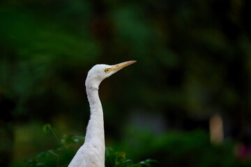 The cattle egret is a cosmopolitan species of heron found in the tropics, subtropics, and warm-temperate zones. It is the only member of the monotypic genus Bubulcus, although some authorities regard 