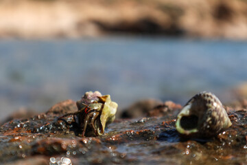 Hermit crabs hiding in mollusc hard shell close-up on rock surface under Mediterranean summer sun on sea shore. Marine wild life