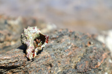 Hermit crab hidden in mollusc hard shell close-up on rock surface under Mediterranean summer sun on sea shore. Marine wild life