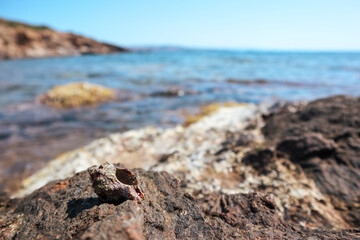 Hermit crab hidden in mollusc hard shell close-up on rocks under Mediterranean summer sun on sea shore. Marine wild life