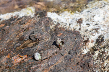 Hermit crab hidden in mollusc hard shell close-up on rock surface under Mediterranean summer sun on sea shore. Marine wild life