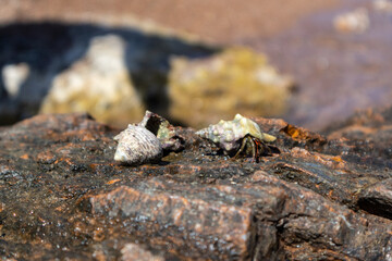 Hermit crabs hiding in mollusc hard shells close-up on rock surface under Mediterranean summer sun on sea shore. Marine wild life