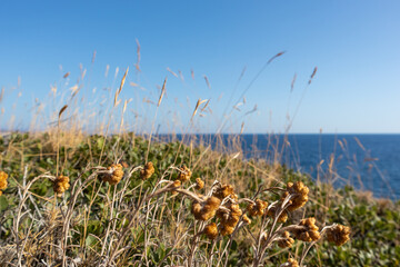 Wilderness close-up on sea shore on a bright clear blue day in Greece. Dry Helichrysum arenarium (dwarf everlast or immortelle) and green grass variety, wild natural botany