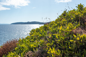 Wilderness green bush close-up on sunny sea shore on a bright clear blue day in Greece. Greenery grass variety, wild natural south botany